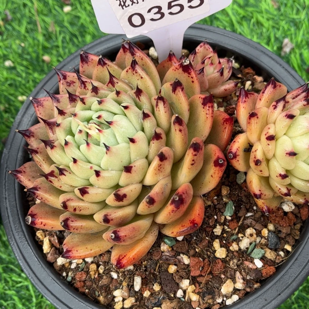 2355 满30包邮天冷地区必拍保温箱