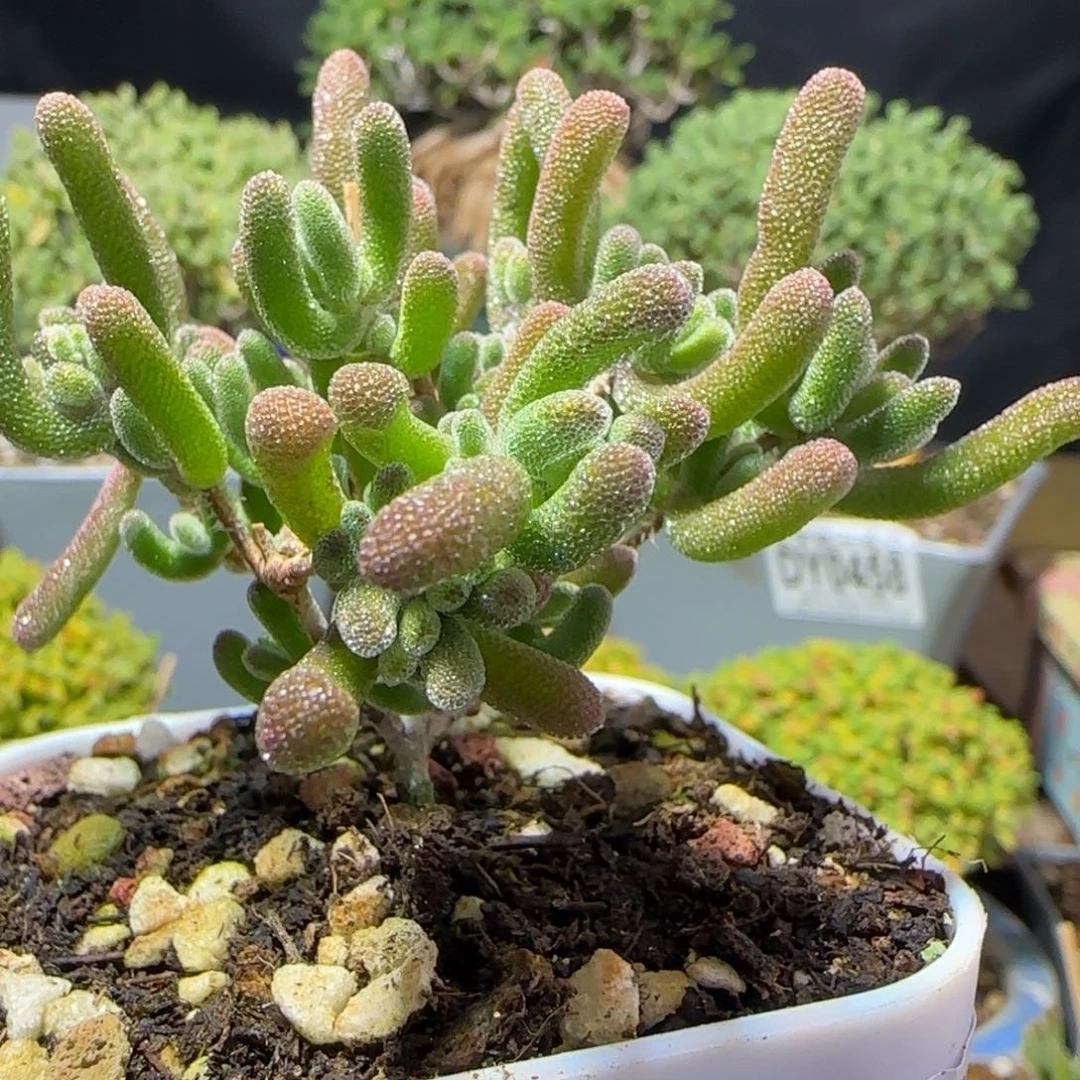 dy0433荔枝直杆三岔