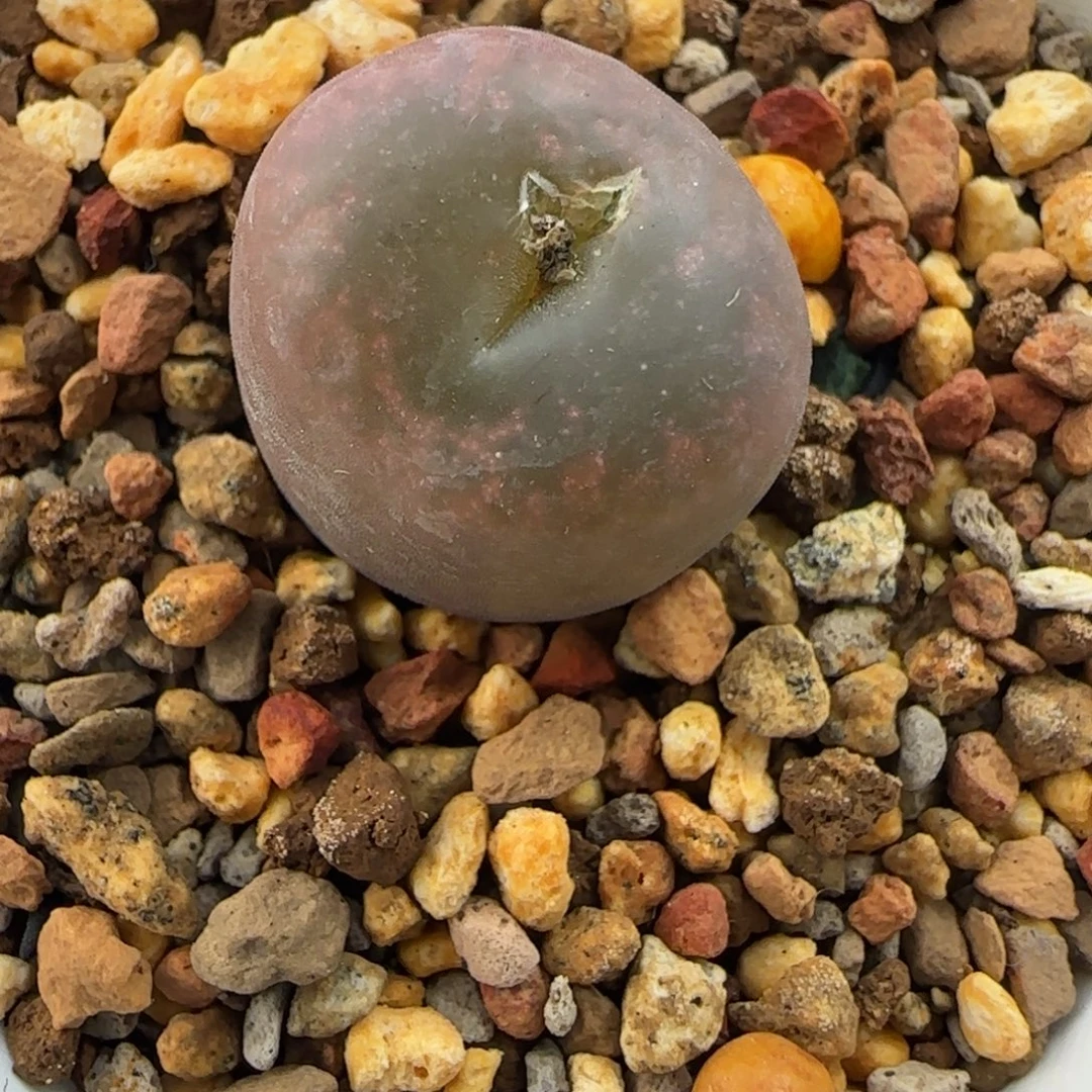 多肉植物拉墨杂55号