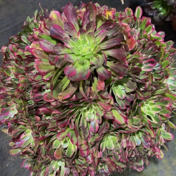 飘***絮0000000000938绿体铜壶变