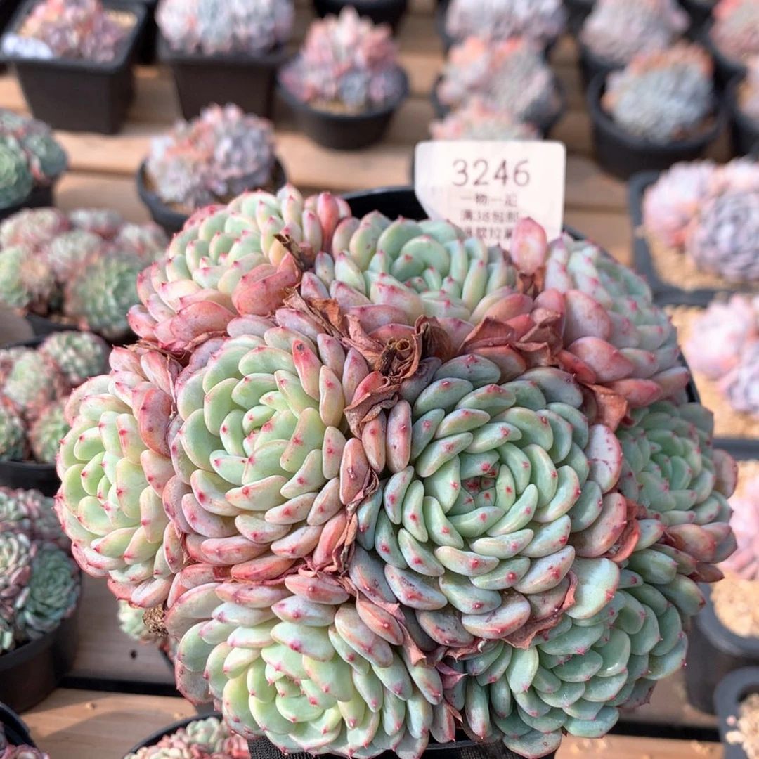 17厘米九头有砍白胖子3246