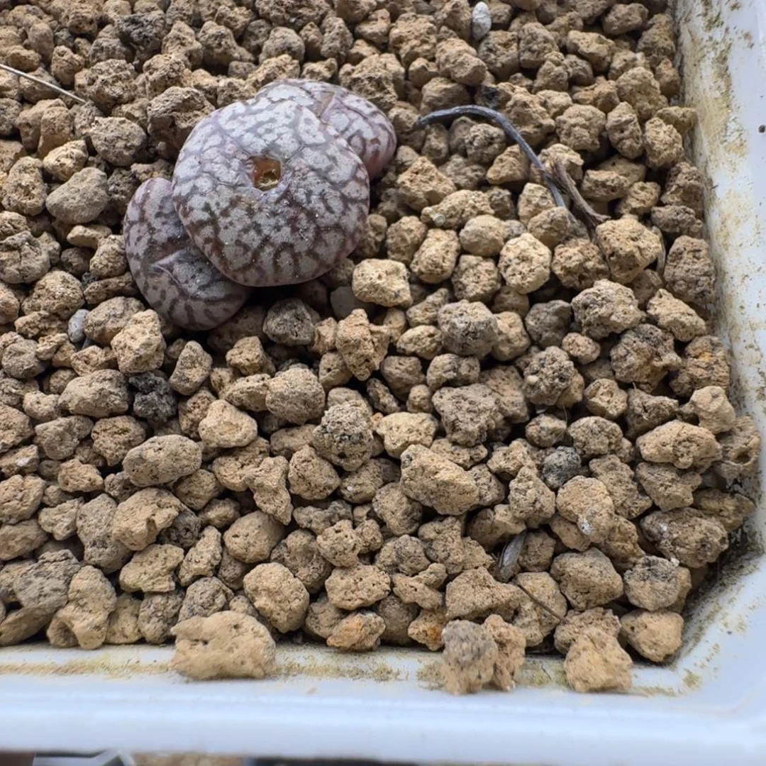 密纹安贞杂多肉。