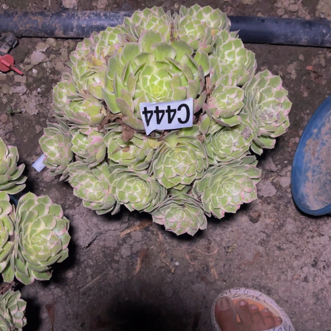 水蜜桃法师28///7包邮