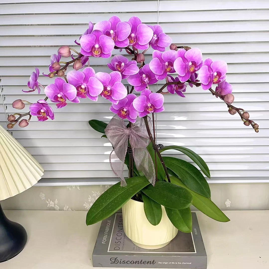 蝴蝶兰【紫霞仙子】单花剑  室内好养 广州基地直发