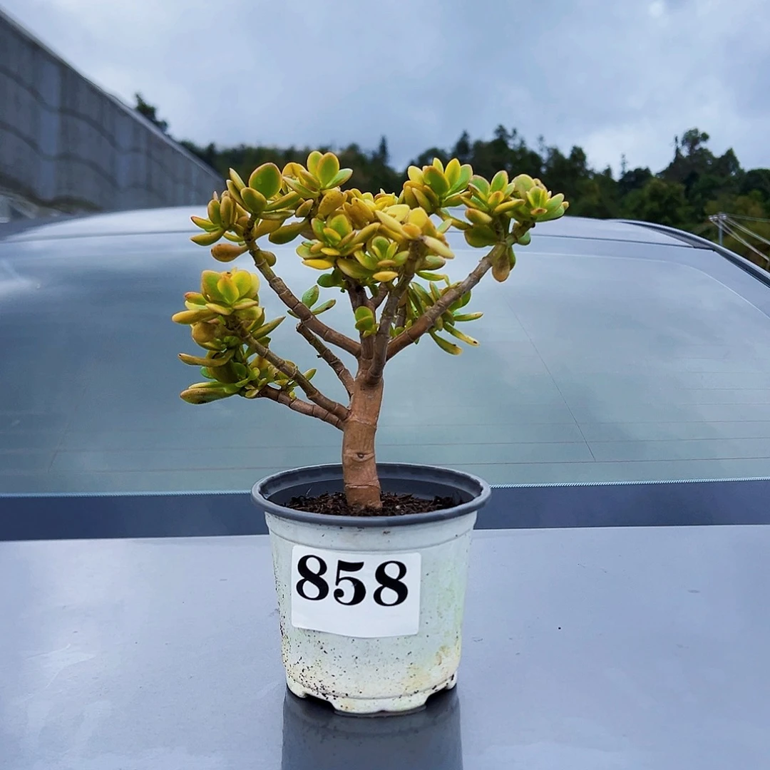 858号级红花月不带人