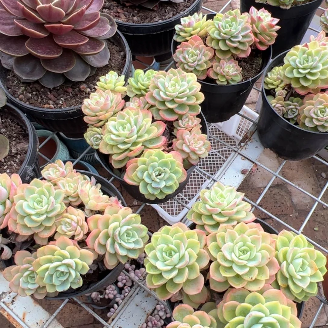 新疆包邮 哈密瓜