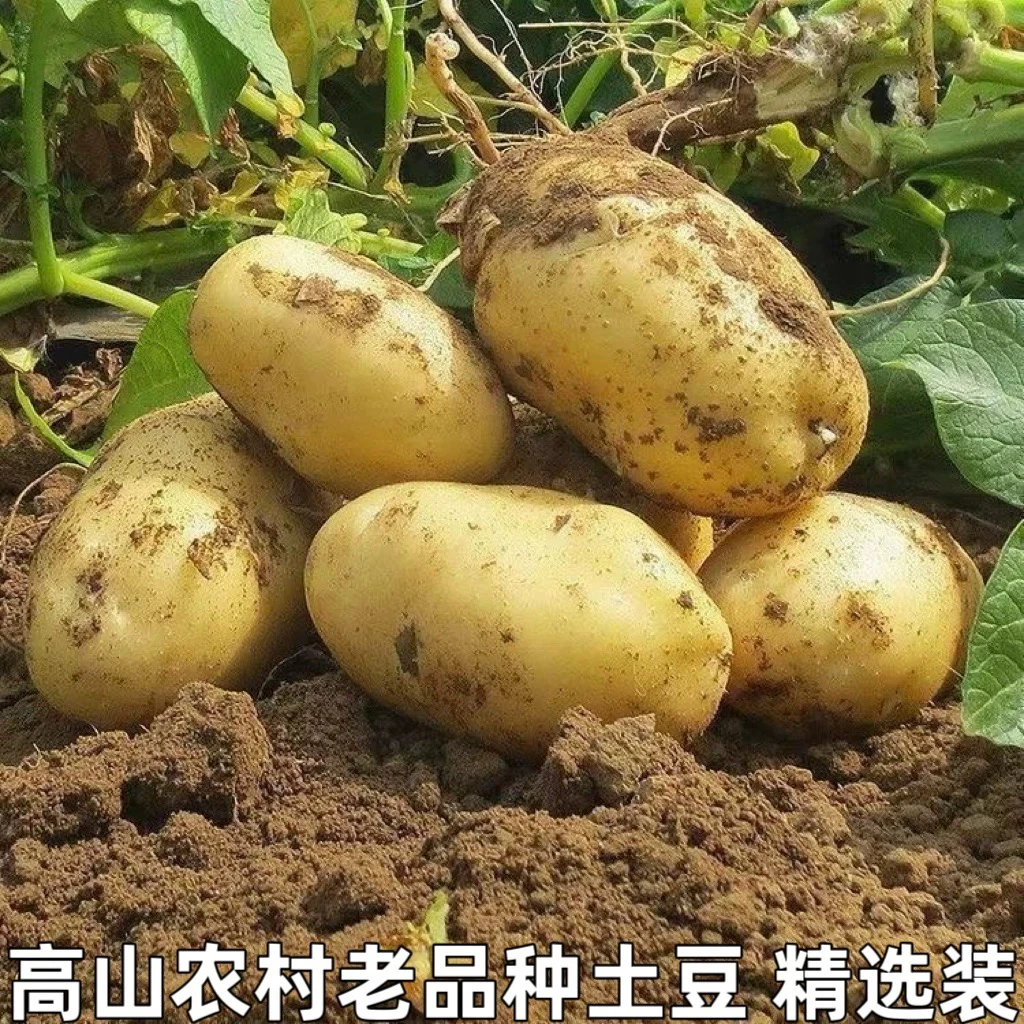 【小美农家】湖北恩施高山小土豆