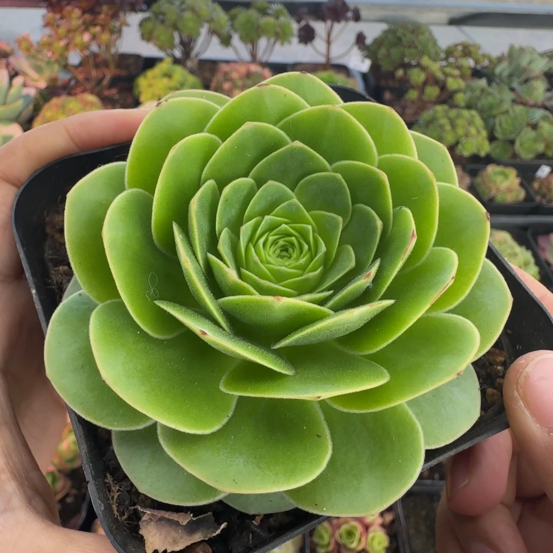 L686半城玫瑰绒宵不含盆土