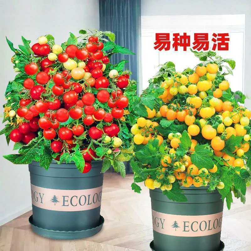 矮生盆栽番茄种子庭院蔬菜种孑樱桃小西红柿圣女果四季春阳台籽