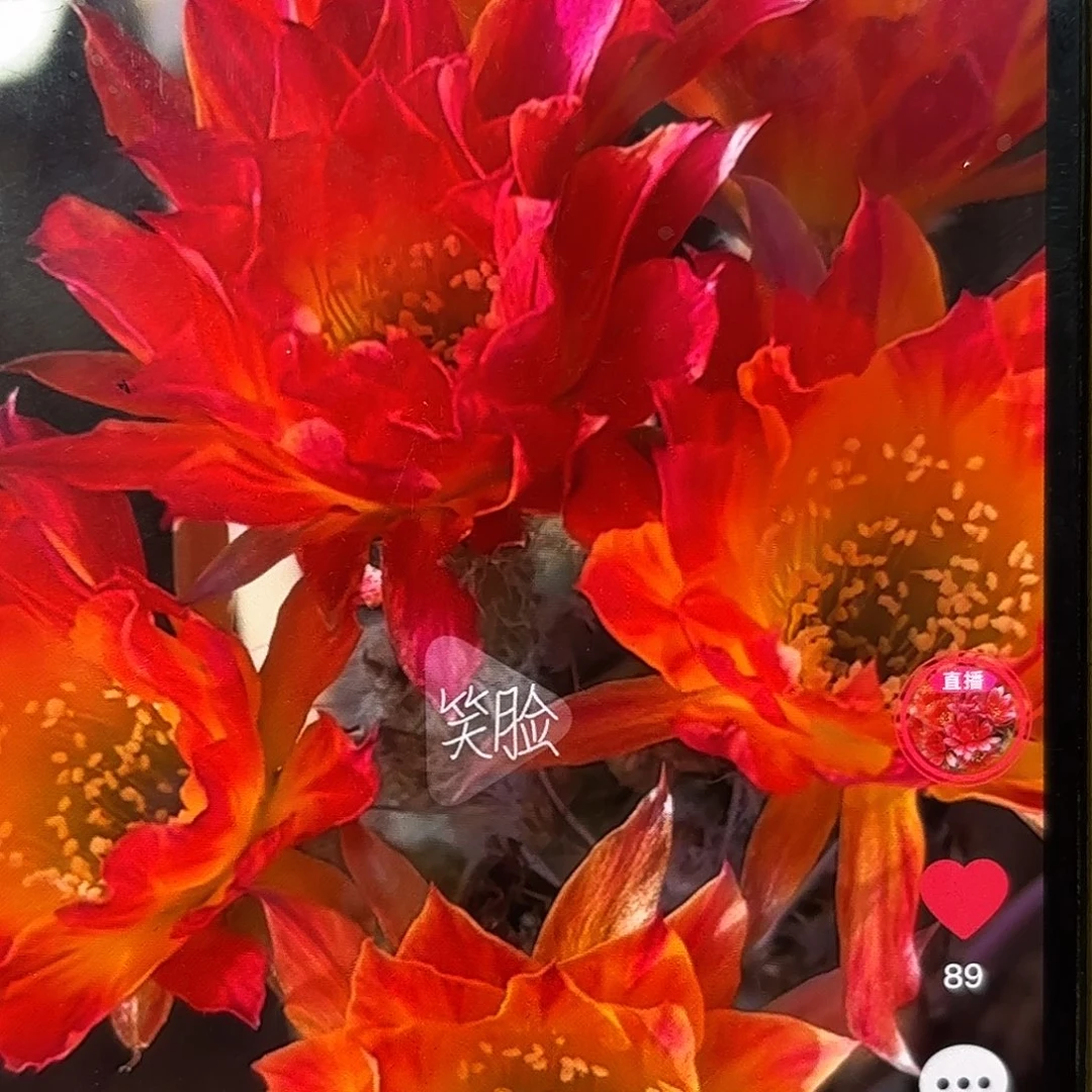 笑脸丽花侧牙20包邮13