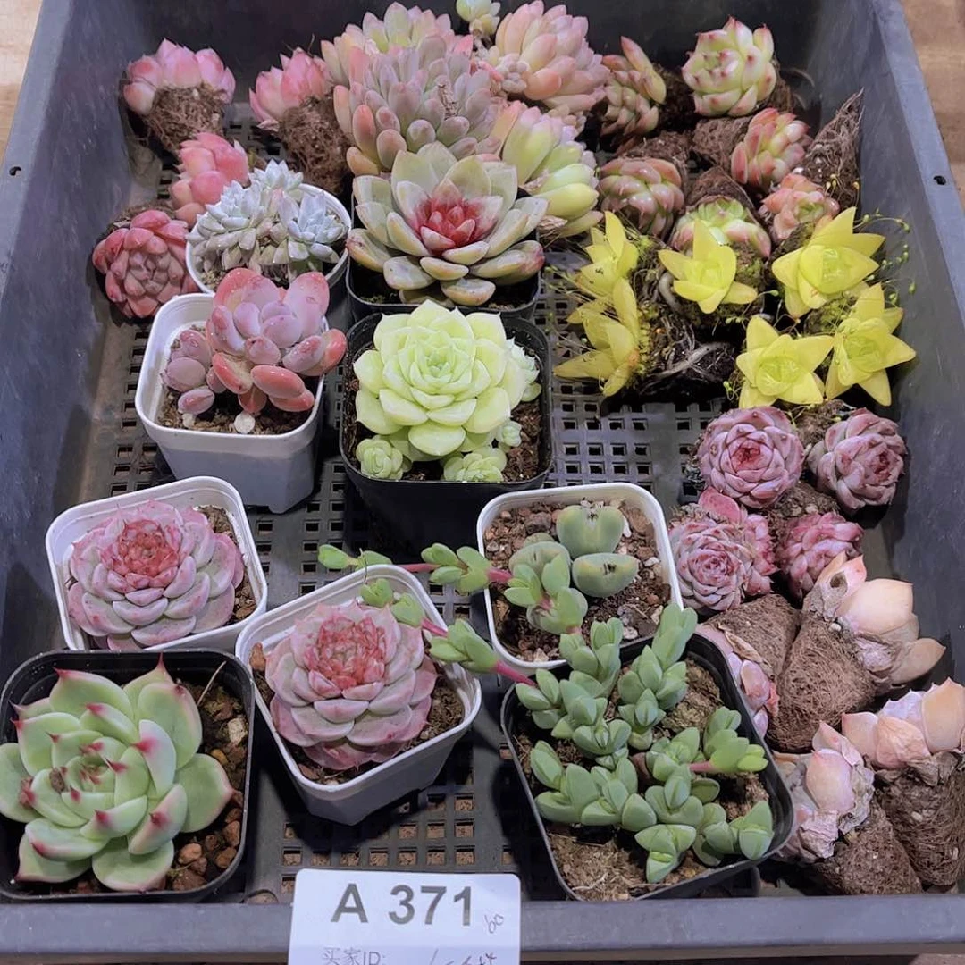 多肉371多肉植物