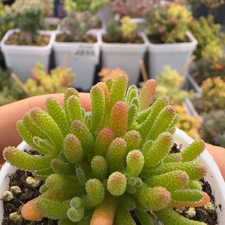 225-米冰植物枝干