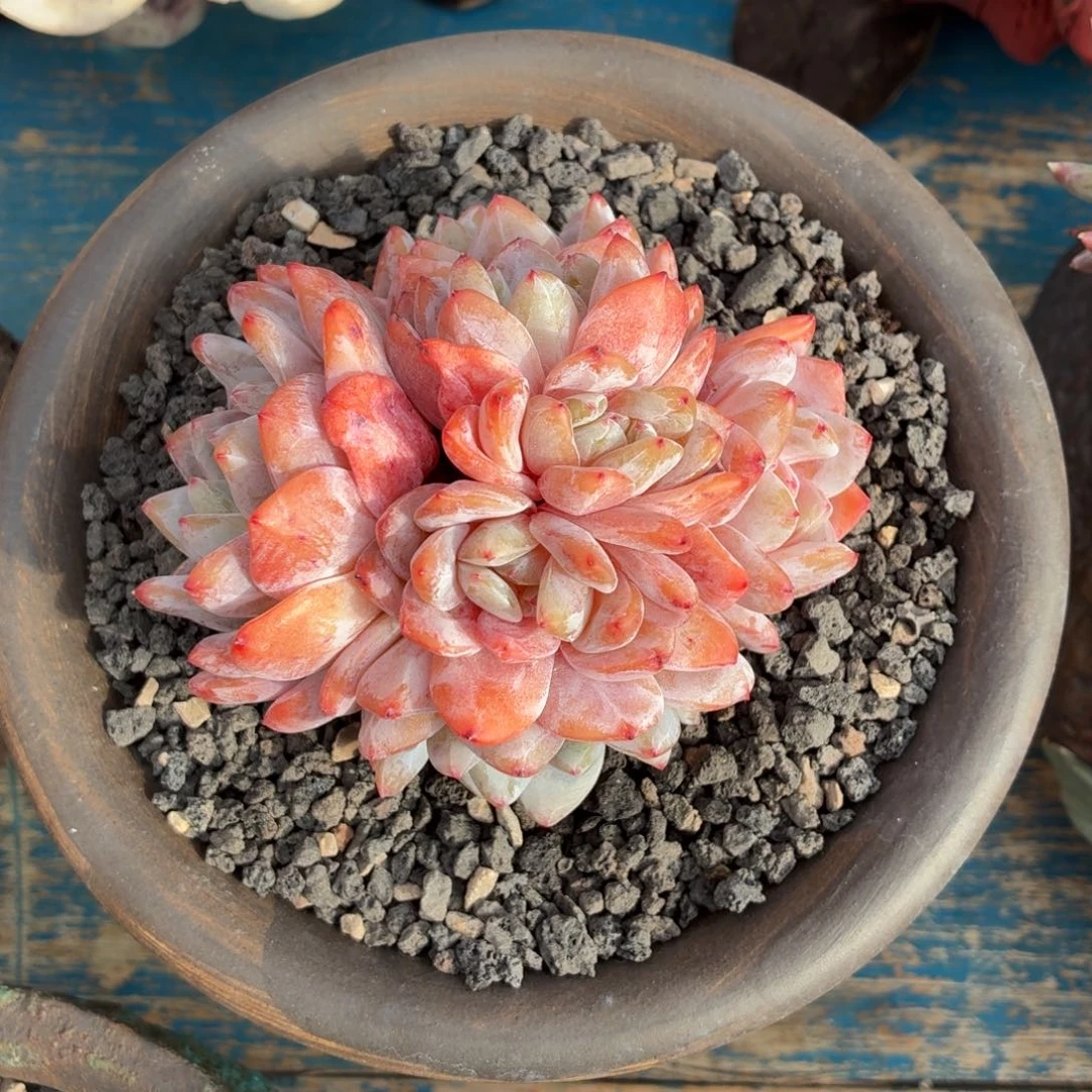 多肉植物 雪天使-4