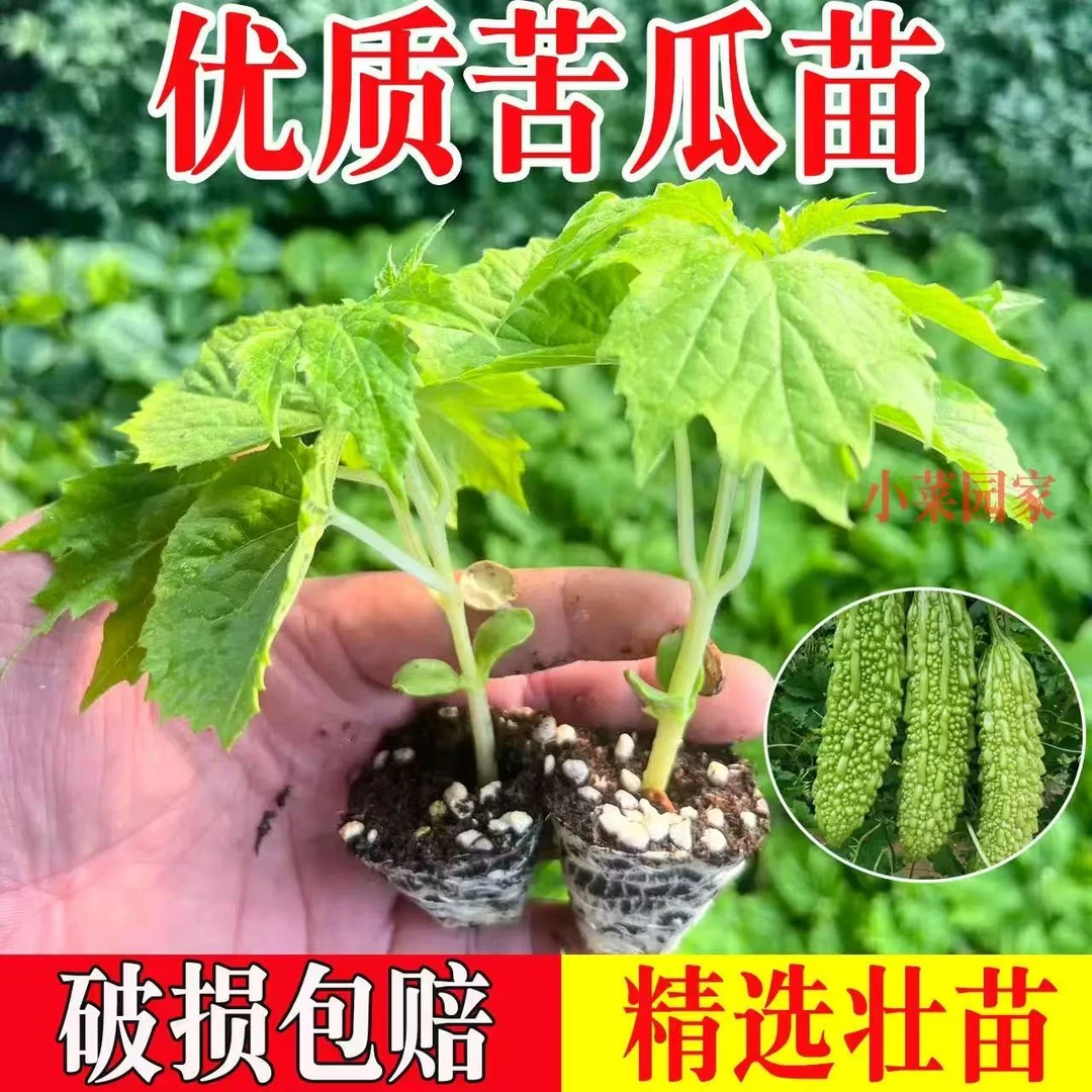 苦瓜苗，新疆焉耆县精选长绿苦瓜苗带土秧苗翠绿苦瓜苗疙瘩绿苦瓜