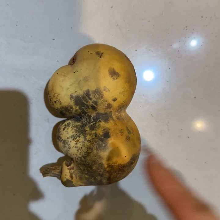 咪***咪哈哈哈哈哈哈哈哈哈哈葫芦