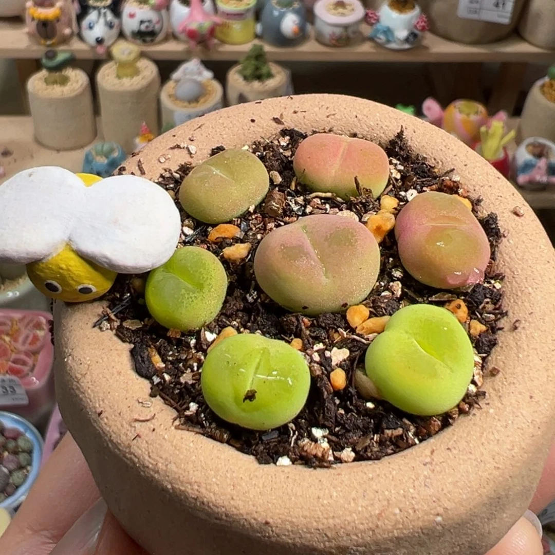 A****.多肉植物76号不要盆