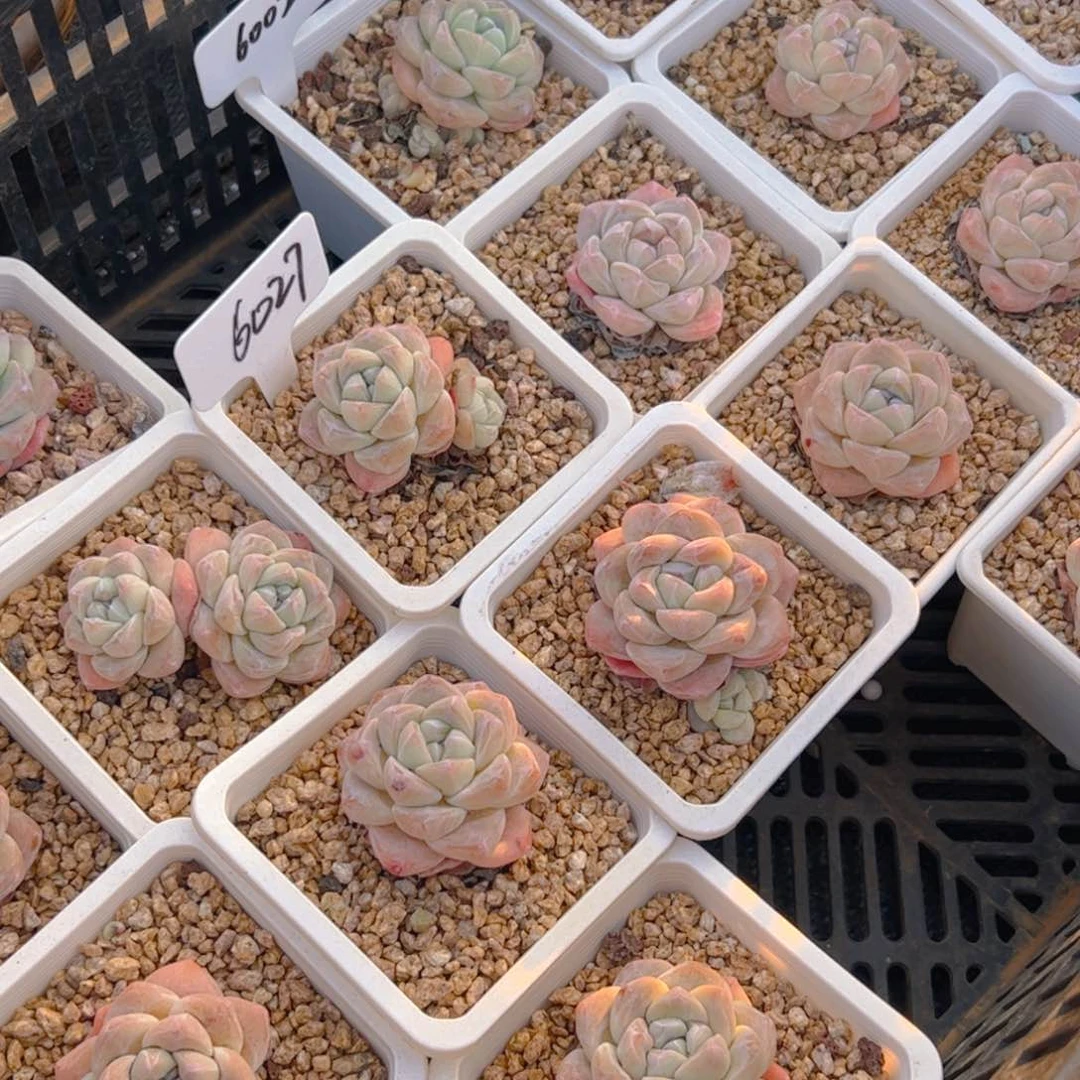 庆***冰玉一百颗6027.6002等