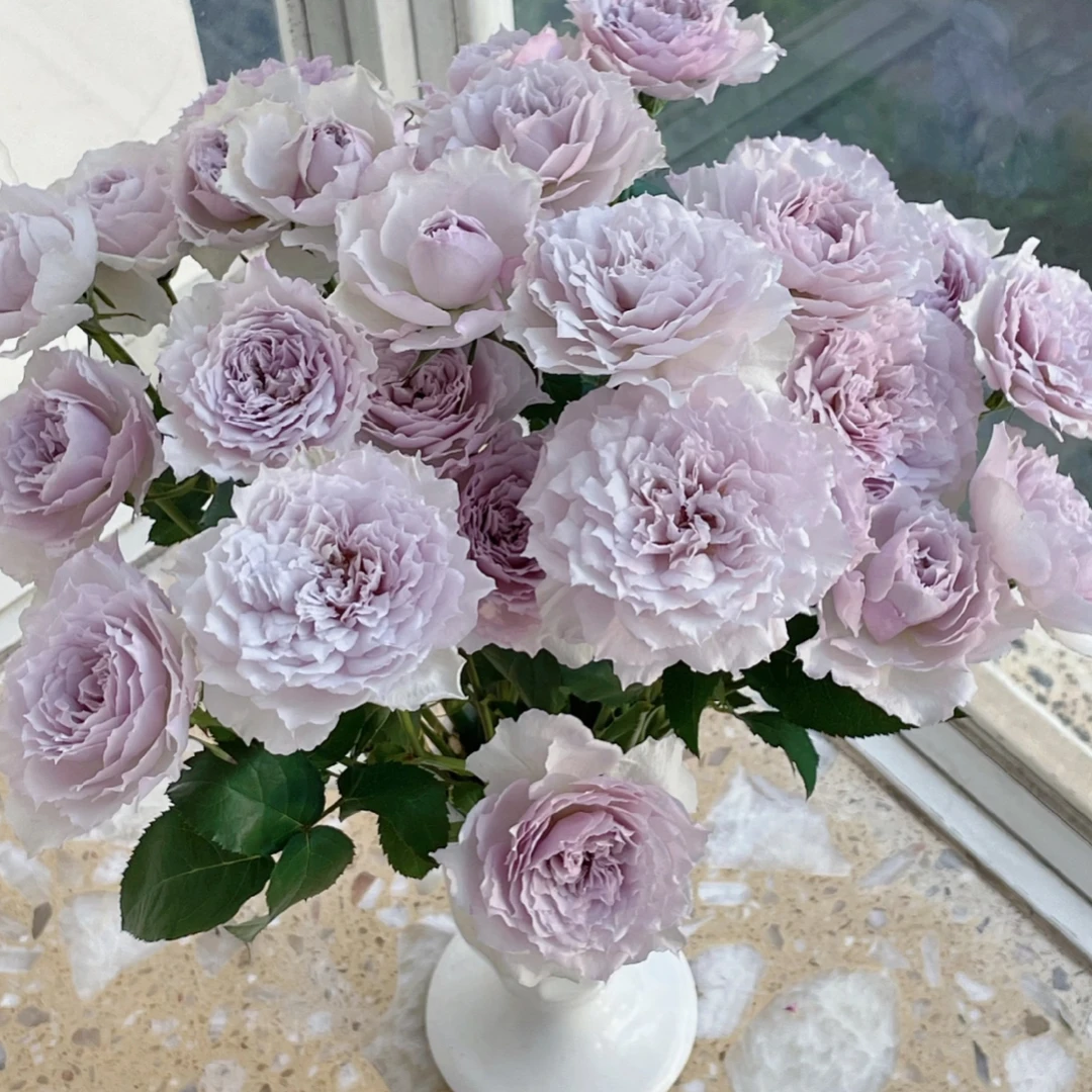 新品扦插浮月灌木浓香大花丰花勤花天方夜谭芽变品种耐晒耐雨林苗