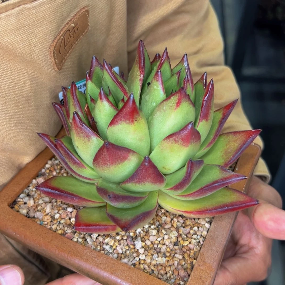 多***多多肉一物一拍0604-61