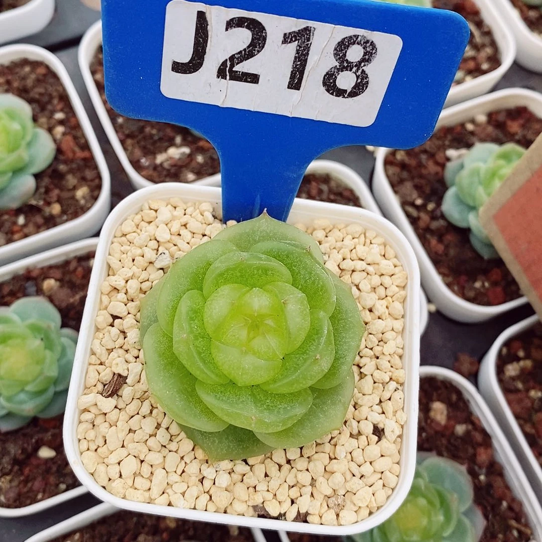 卡*伊灵耀珍妮5cm多肉植物