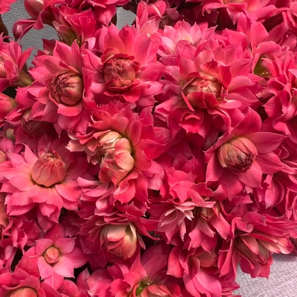 长寿花园～【珍妮】开花发货