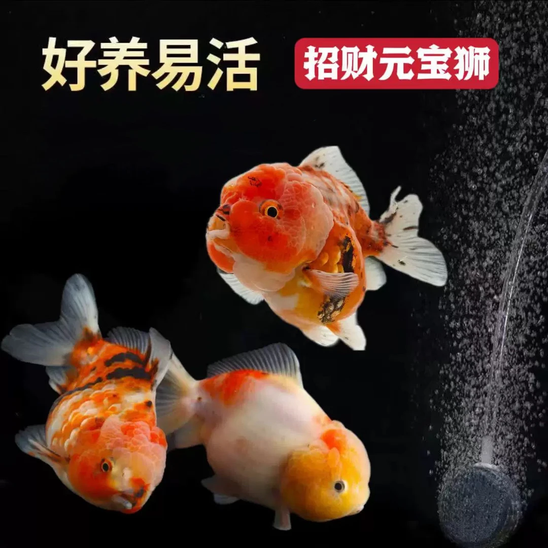 11条 大金鱼 泰狮/元宝/玛丽/鎏金 好养活冷水鱼