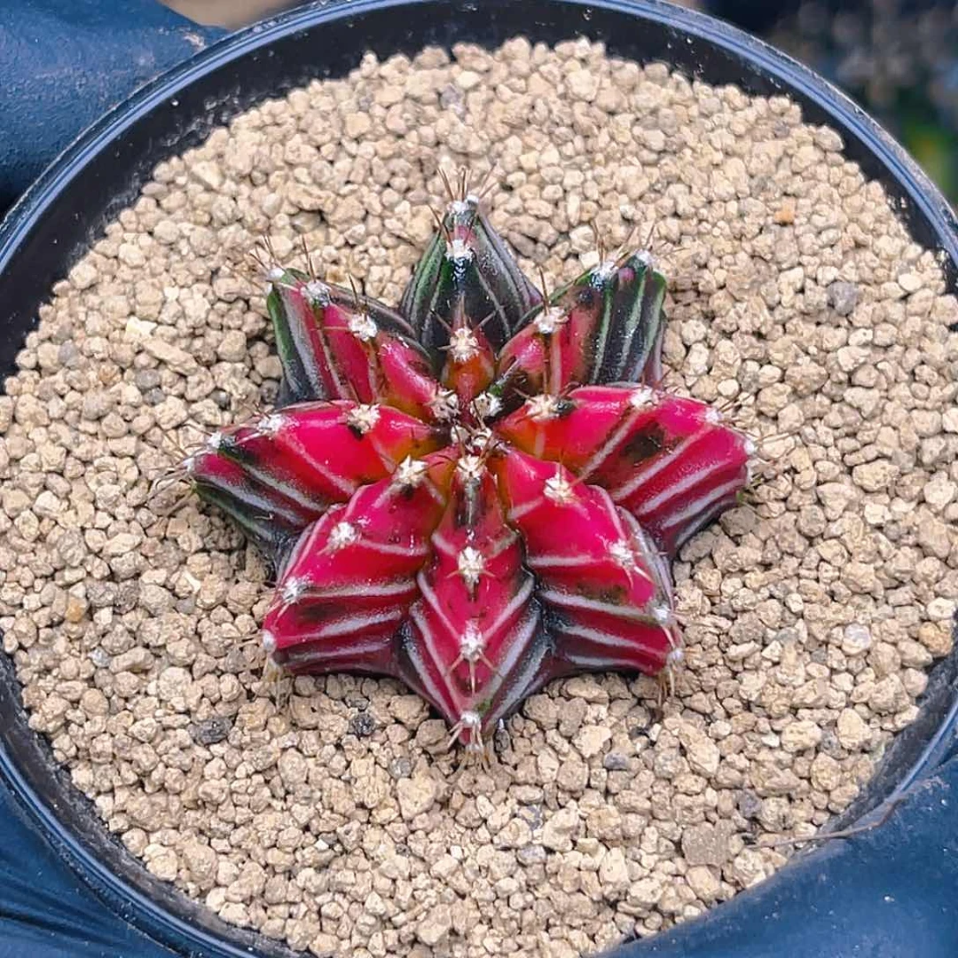米哈028 实生 小精品
