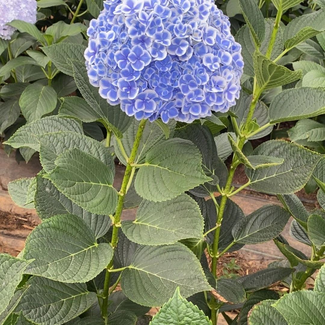 231号绣球 （3单冷链）