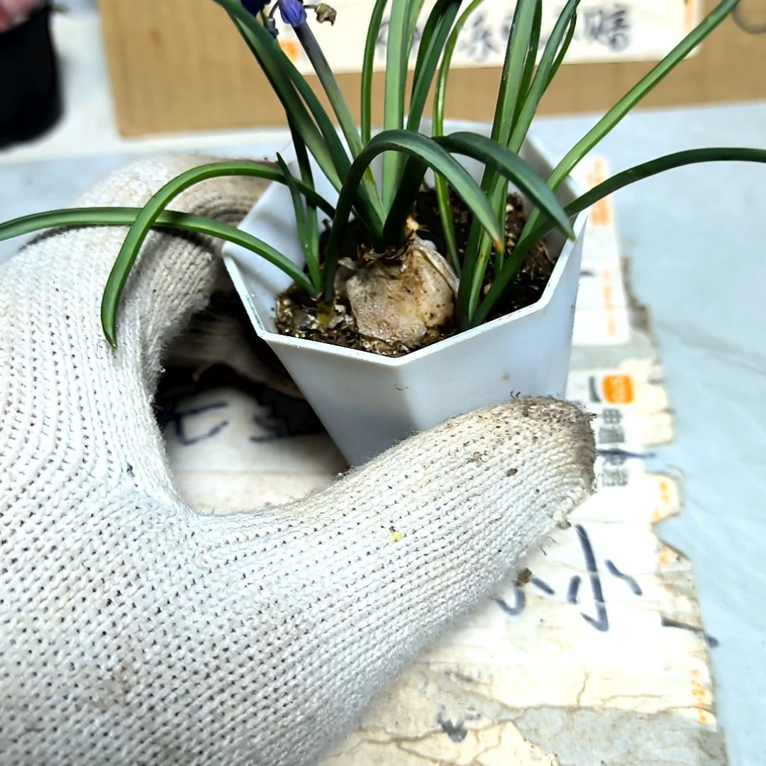 满9元包邮，风信子带测牙