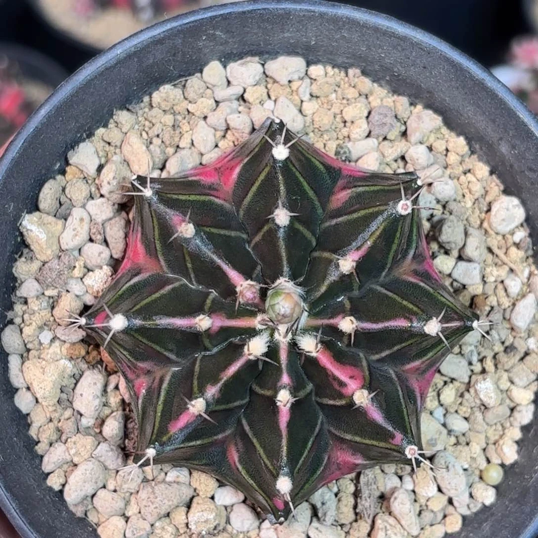 泰系实生米哈仙人球75