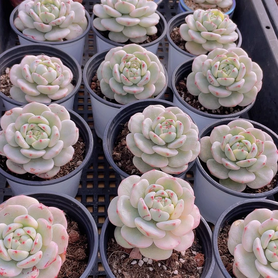 量拍25号 香草锦单头一个