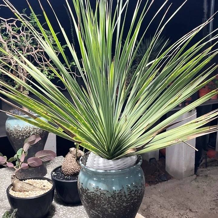 姬叶稻草人666666666666