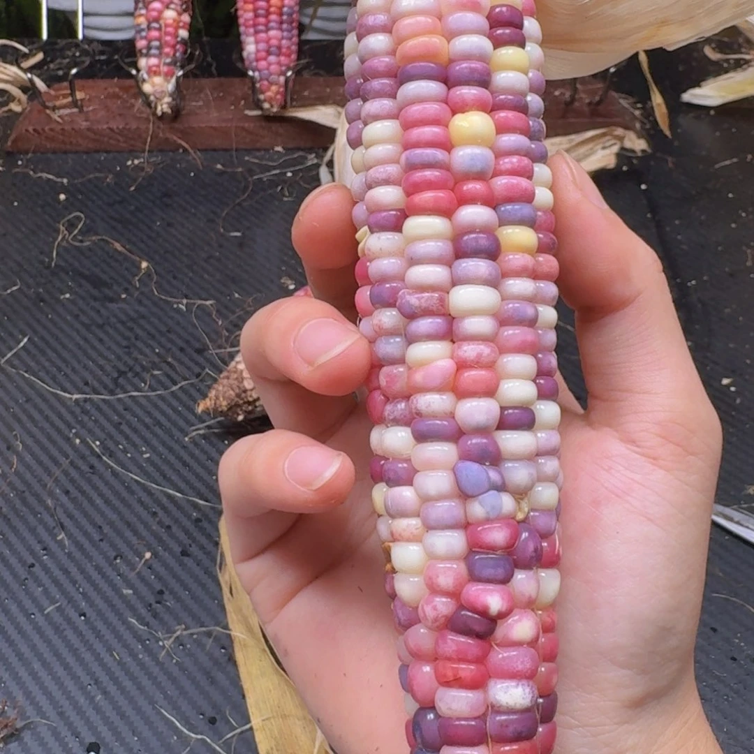 .***.柏香籽/百香籽吊坠