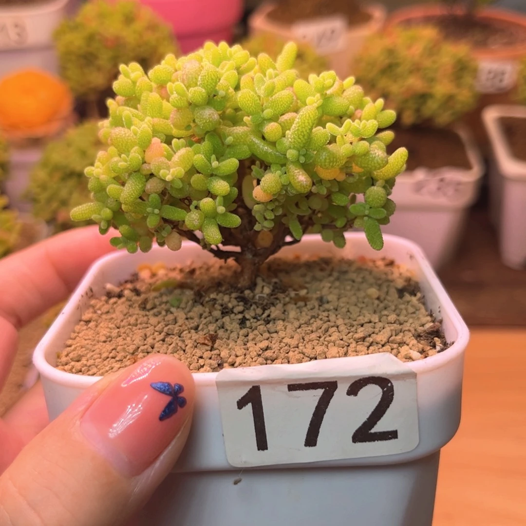 无花朵172蜜桔糖球