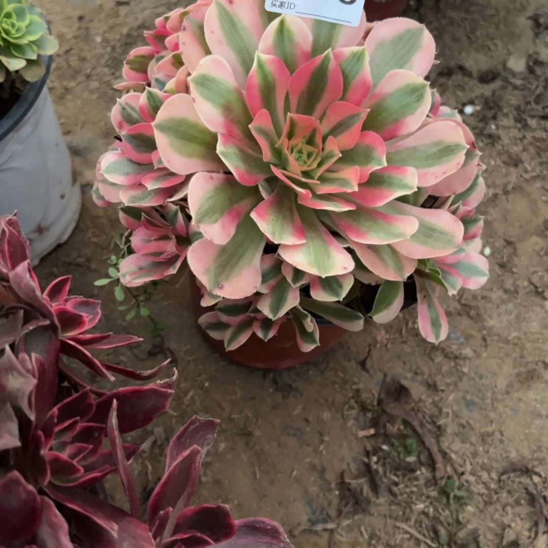 716粉女巫多肉植物法师