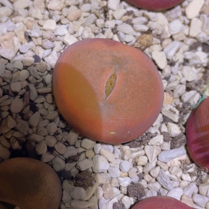 7.088558555455555555