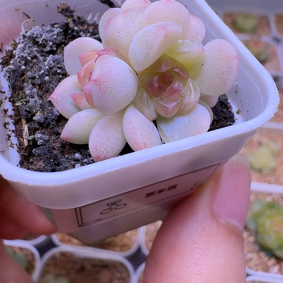 西米露多肉一物一拍