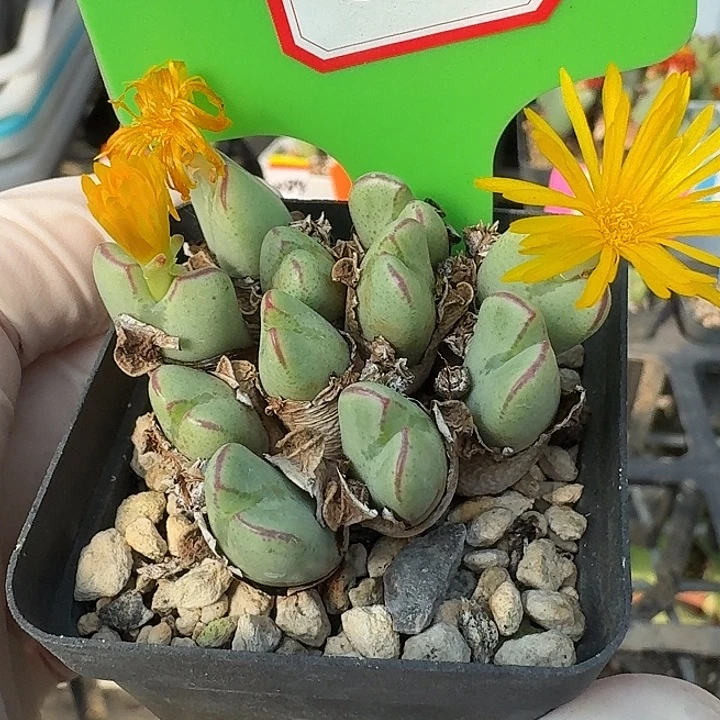 密密麻麻密密麻麻5028