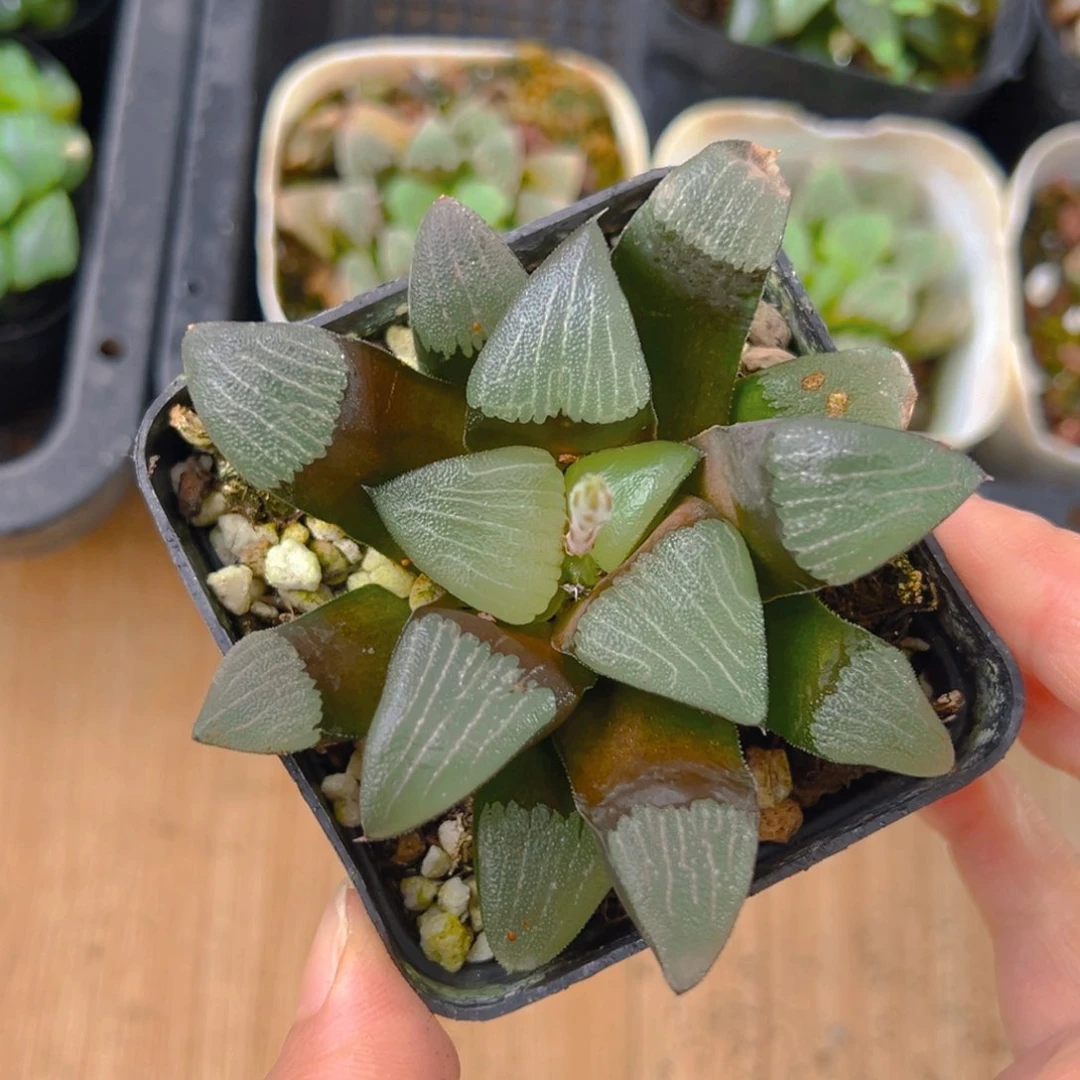 实方克玉露多肉多肉1