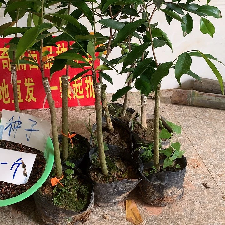 好花长见过草粉蓝粉面霜就要开始使用
