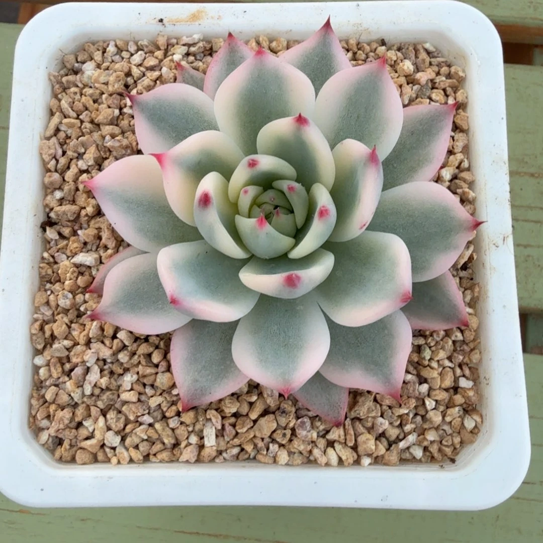 吉娃娃锦锦上园艺一物一拍