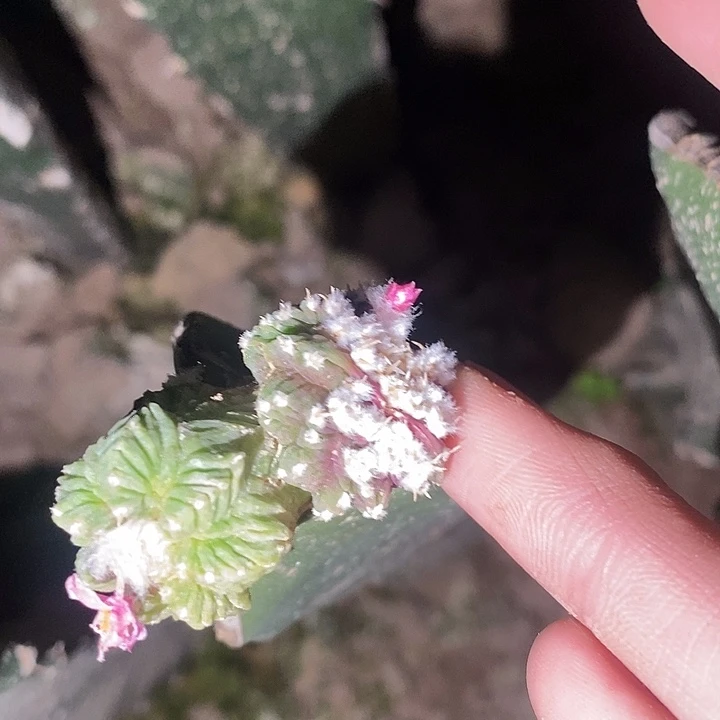 三角一代双头怪胎老花笼