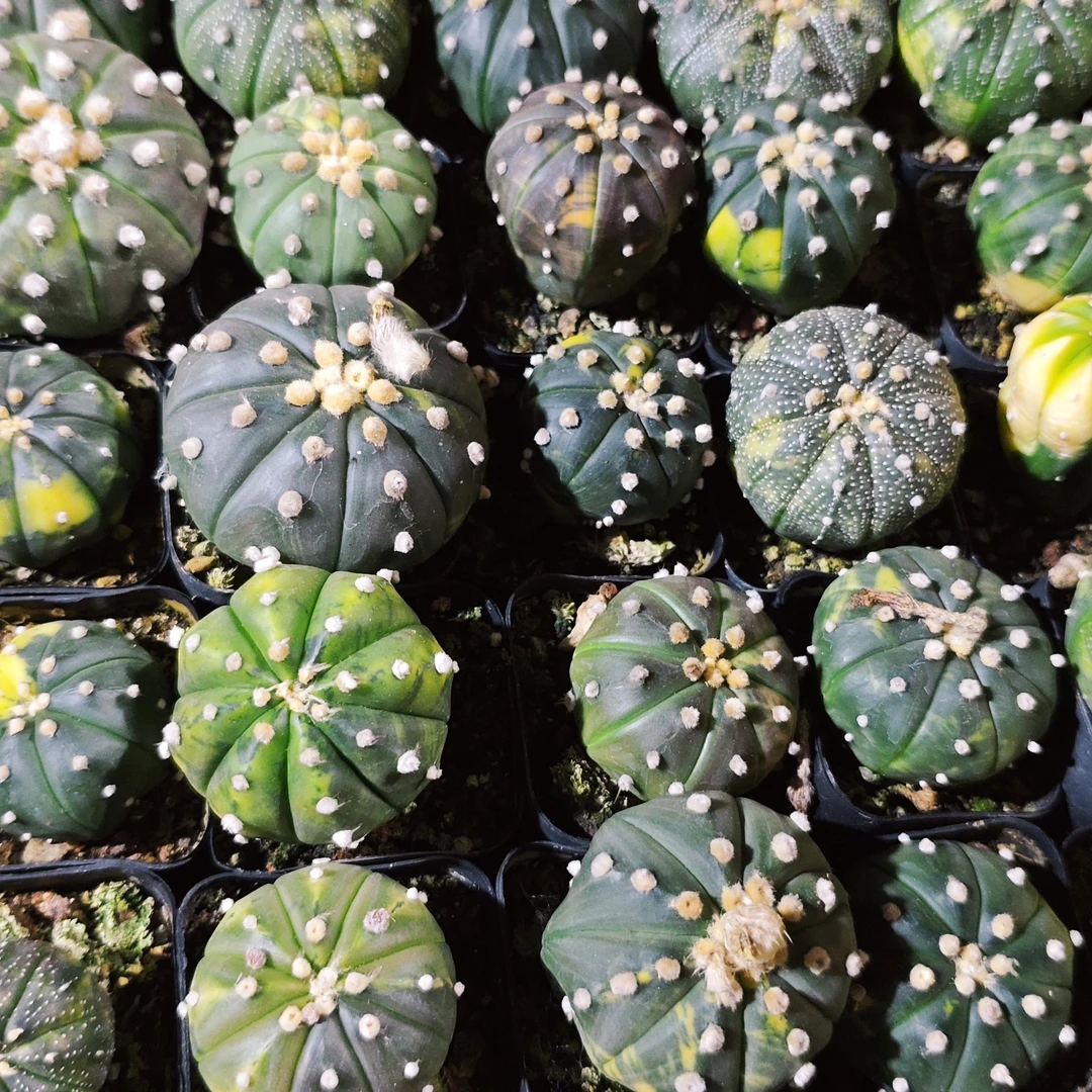 满18包邮（实生兜锦）两颗