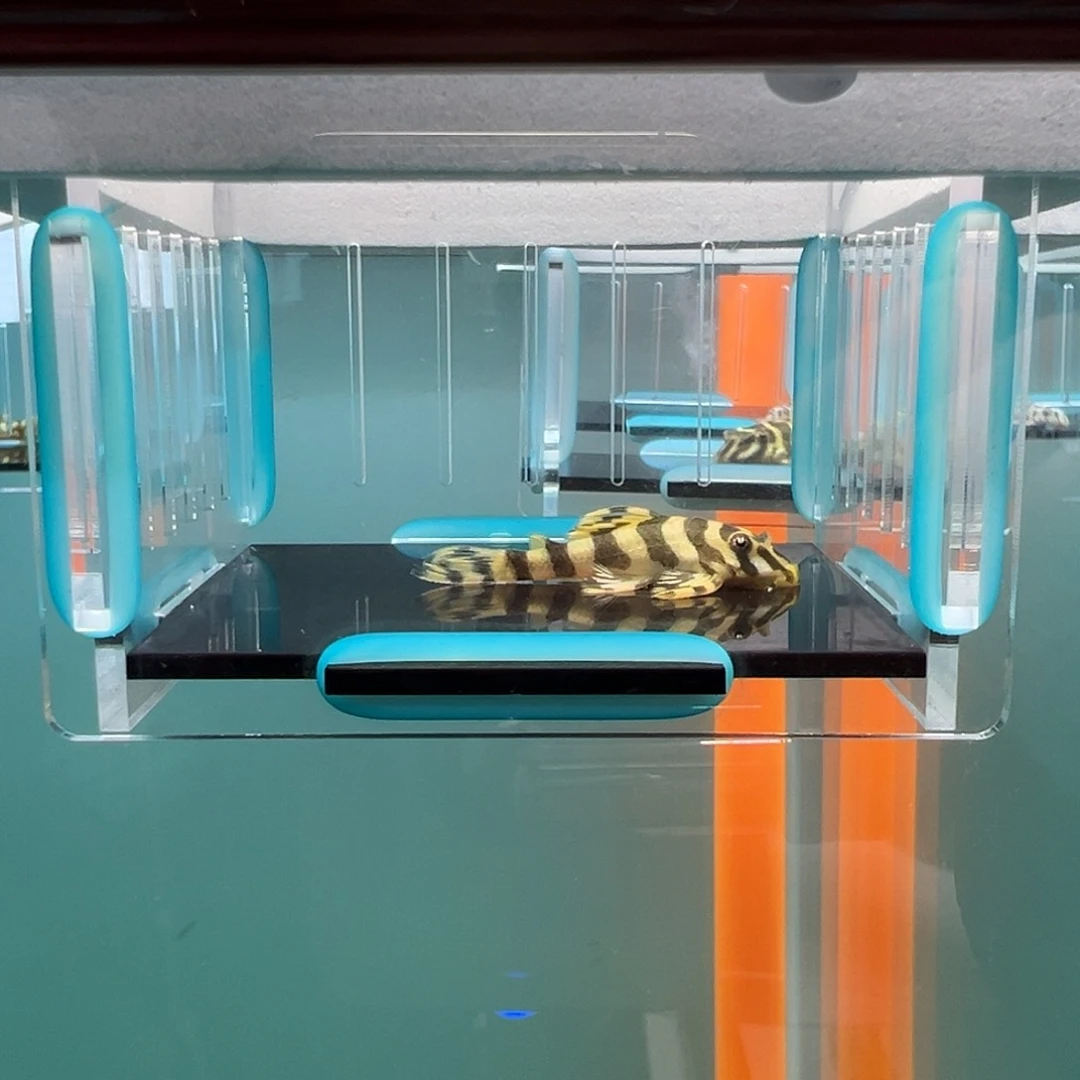 清道夫录完整开箱视频、入缸后不包损4+