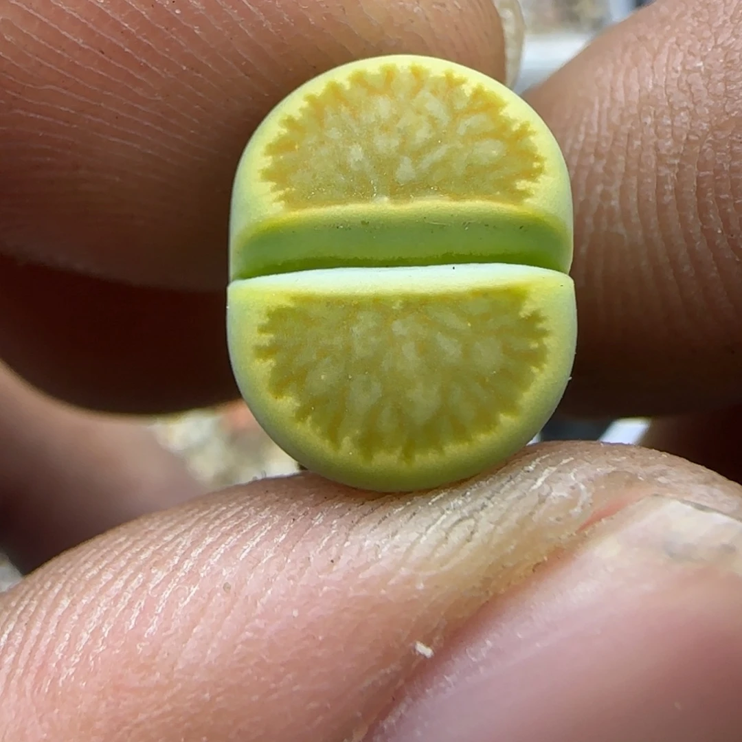 851 生石花大棚直播