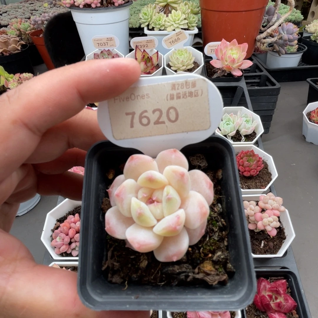 7620冰 魄4.0厘米