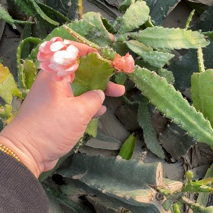 200江南小粉无根枝条8公分左右班