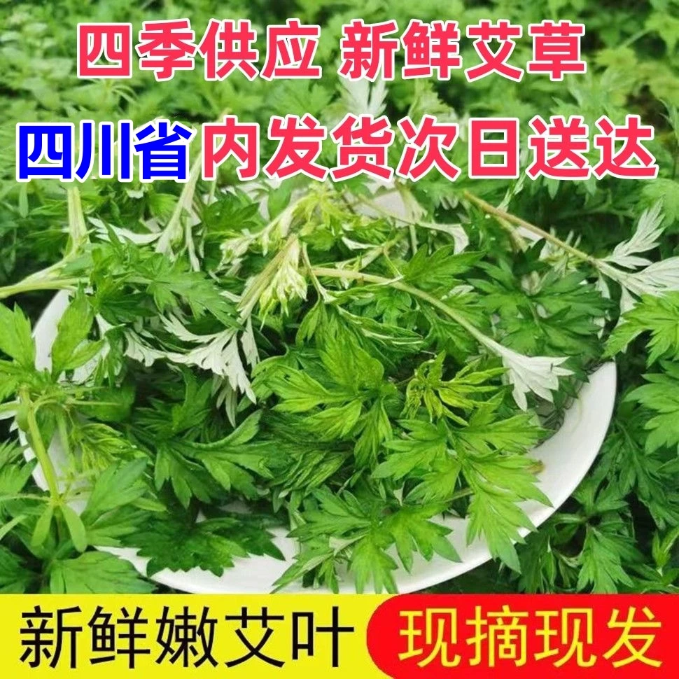 四川野生蒿子艾草新鲜采摘青蒿驱蚊叶子艾叶去除异味
