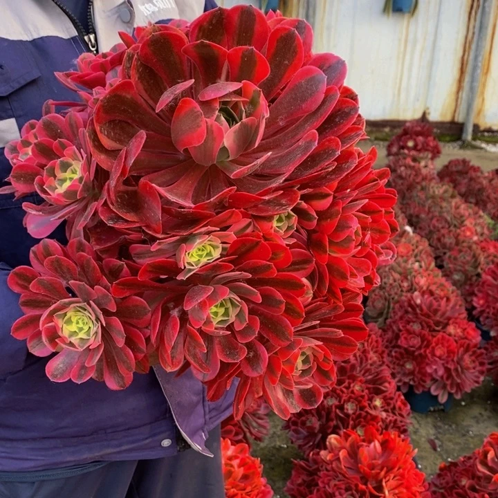 粉体美杜莎1颗多肉