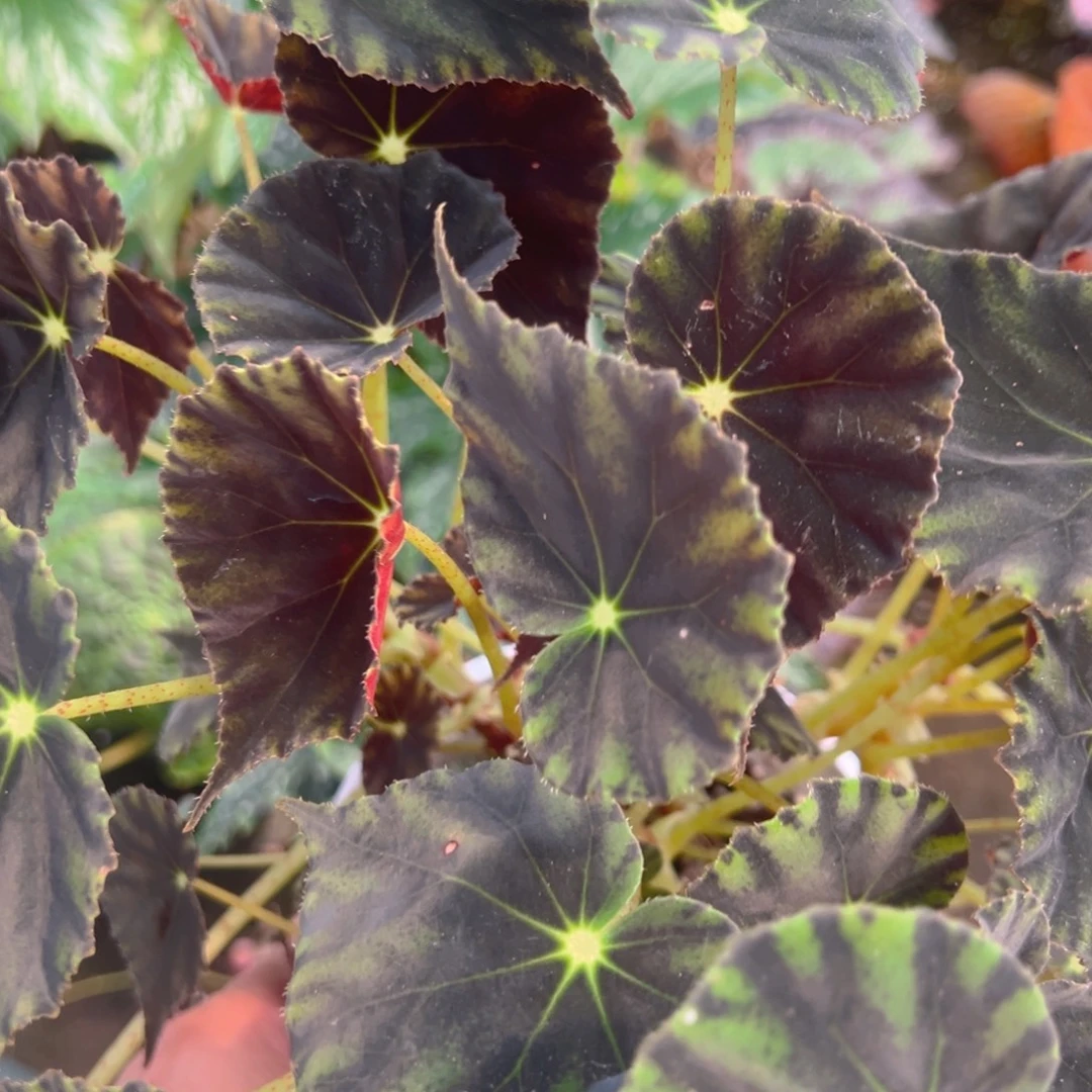 无花朵马扎秋海棠大盆闪购